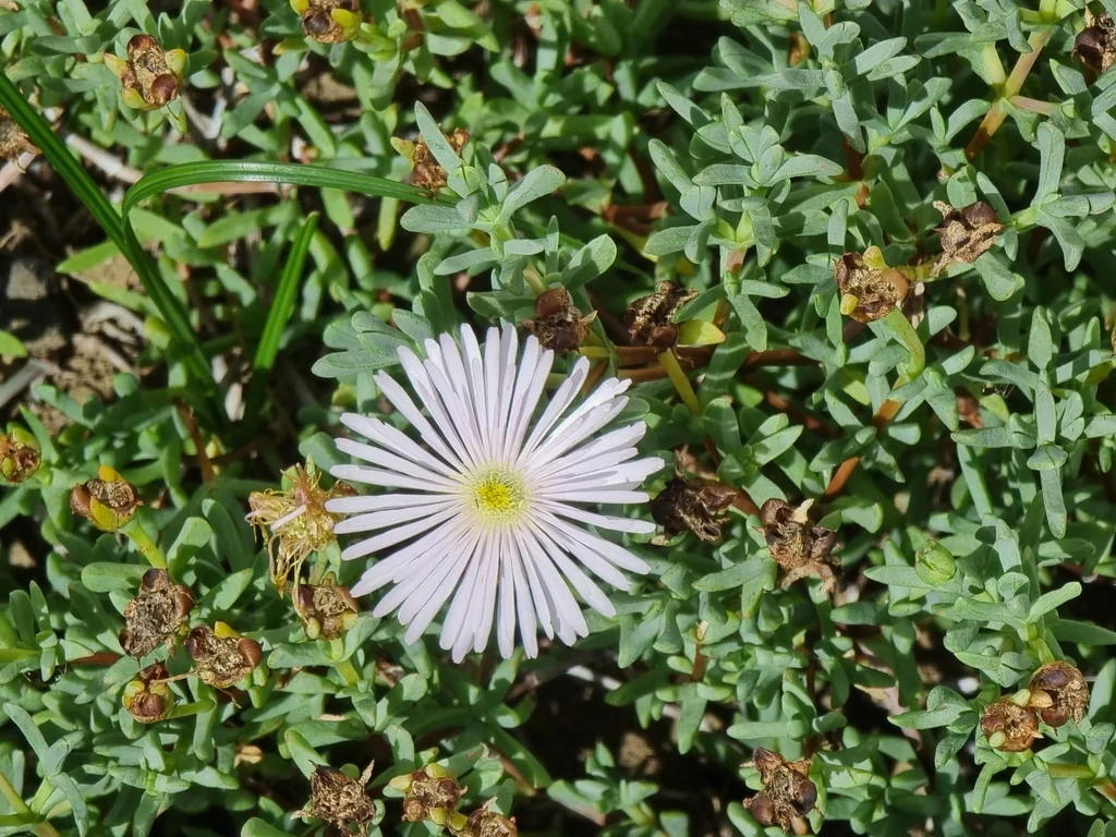 Drosanthemum Floribundum