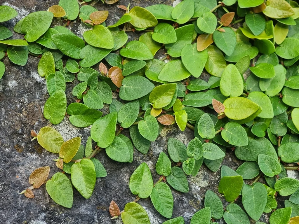 Ficus Pumila
