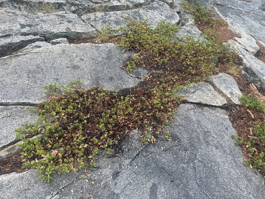 Arctostaphylos Nevadensis