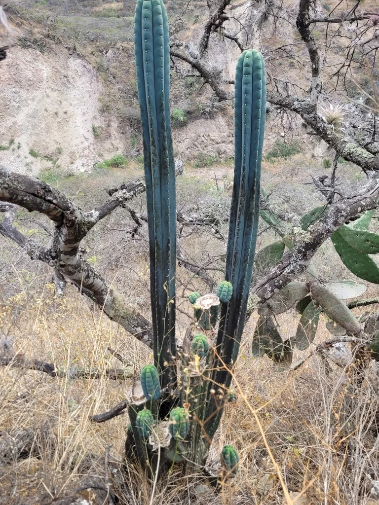 Trichocereus Pachanoi