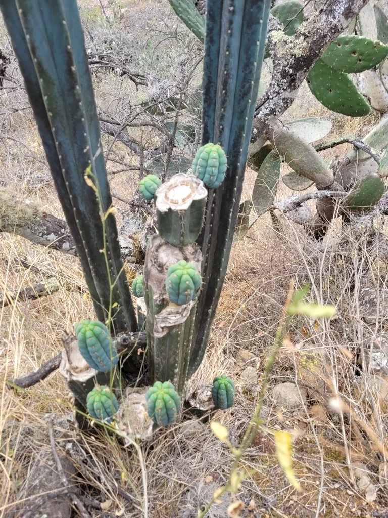 Trichocereus Pachanoi