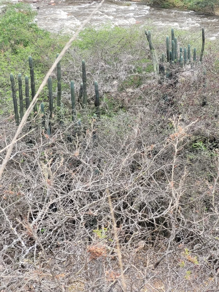 Trichocereus Pachanoi