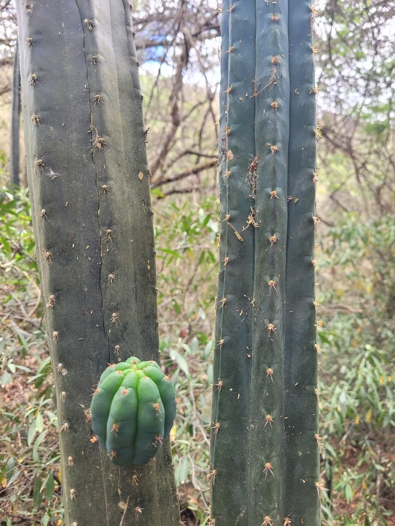 Trichocereus Pachanoi
