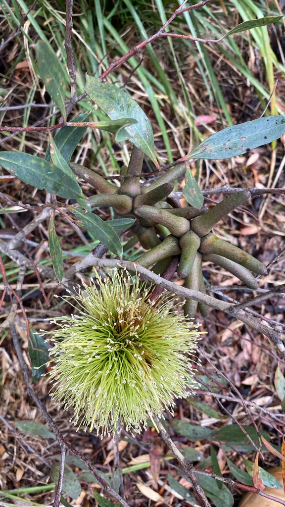 Eucalyptus Conferruminata