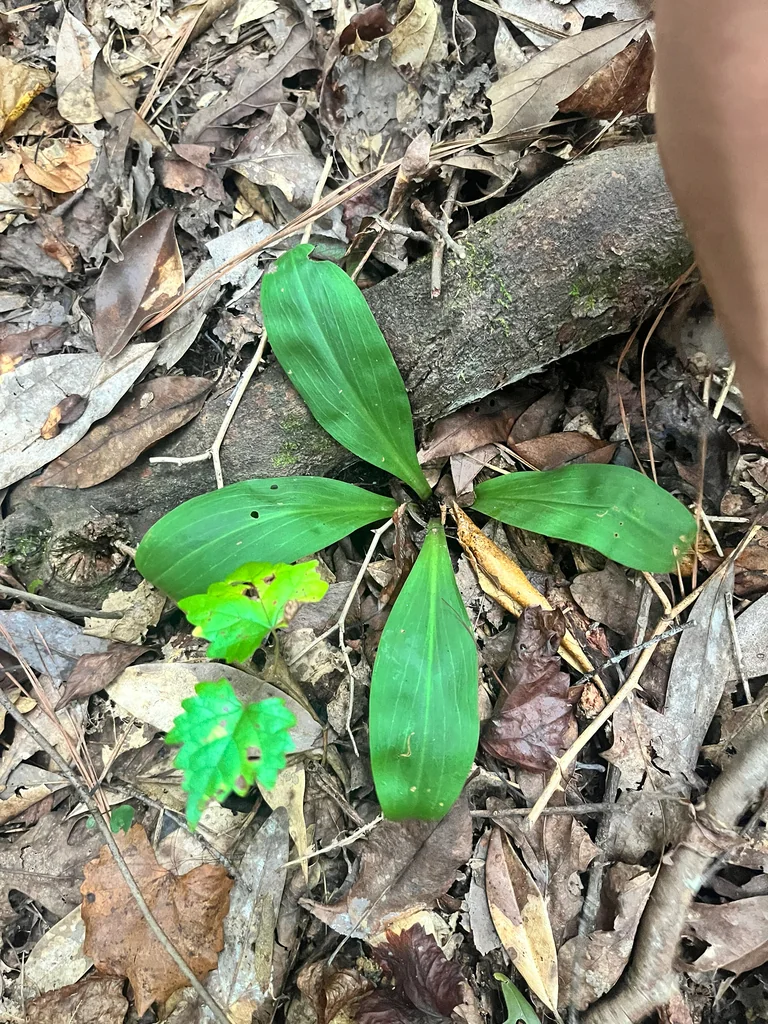Chamaelirium Luteum