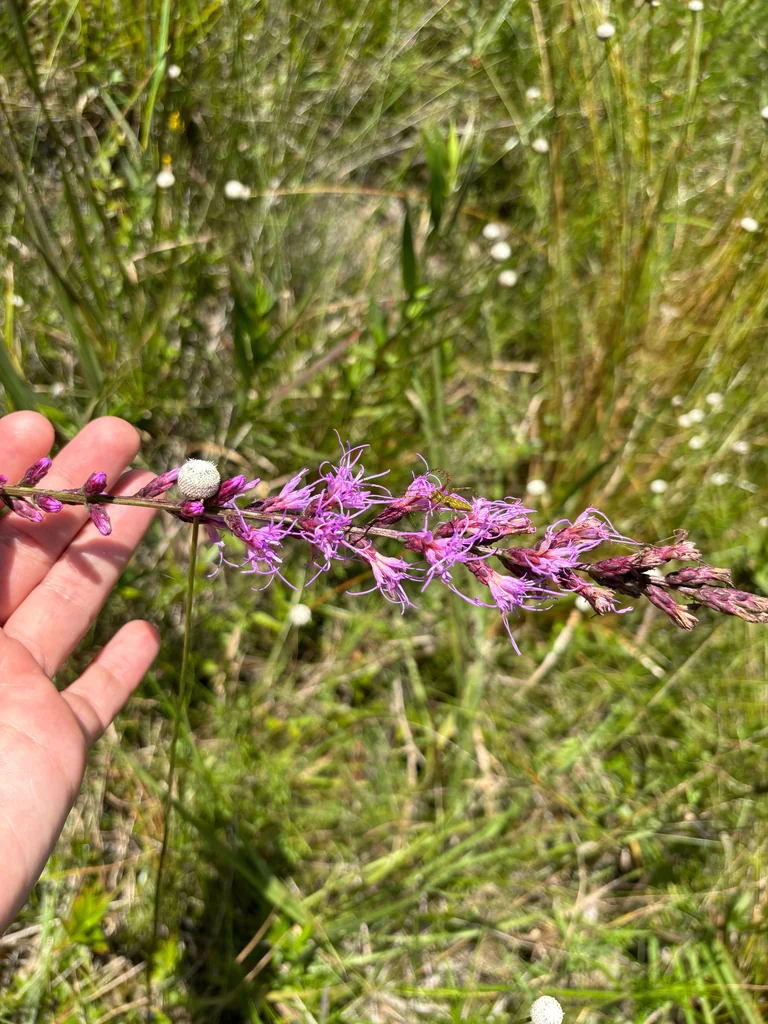 Liatris Spicata