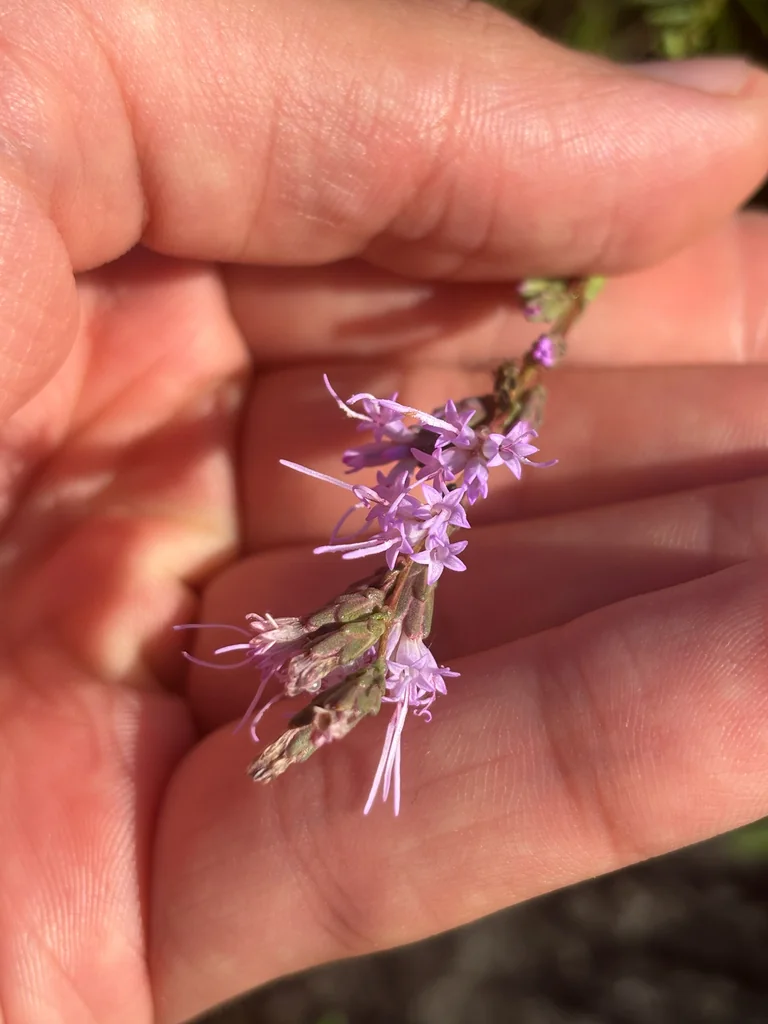 Liatris Microcephala