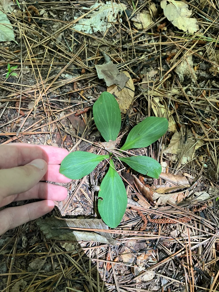 Chamaelirium Luteum
