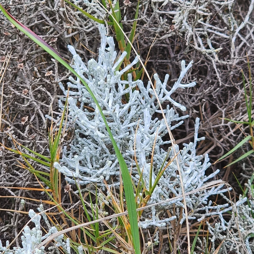 Calocephalus Brownii