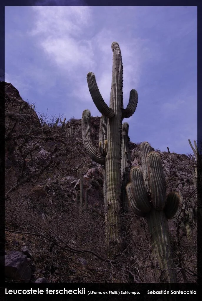 Echinopsis Terscheckii