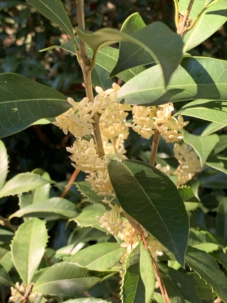 Osmanthus Fragrans