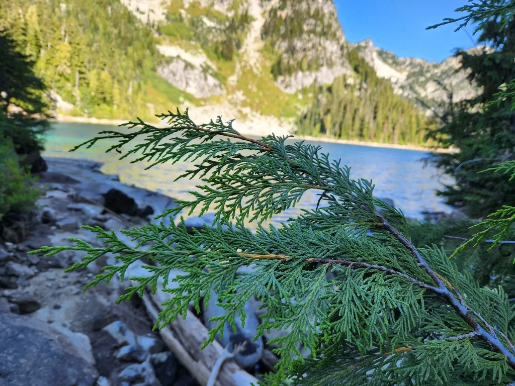 Callitropsis Nootkatensis