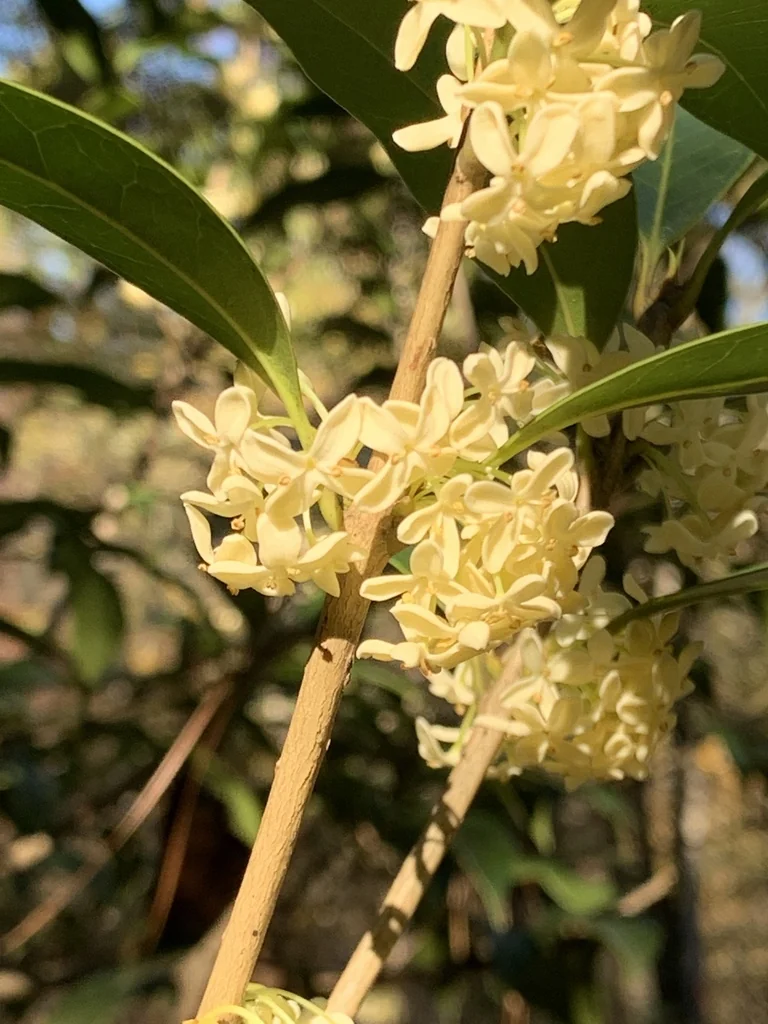 Osmanthus Fragrans