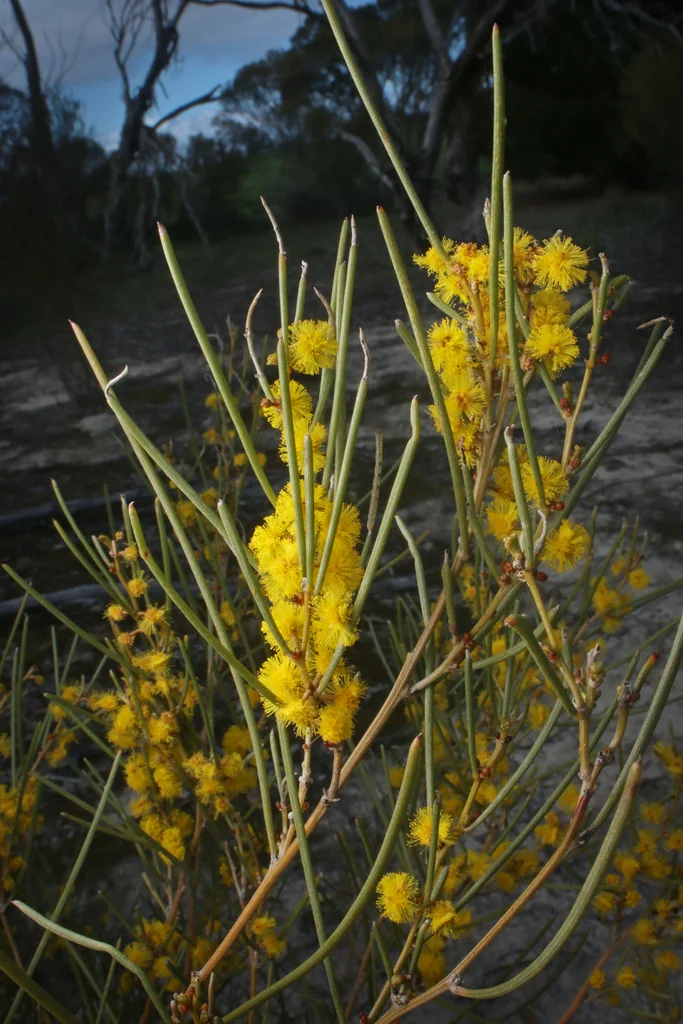 Acacia Rigens