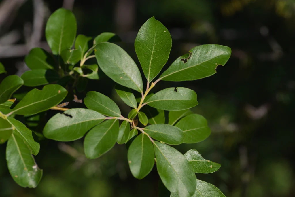 Salix Scouleriana