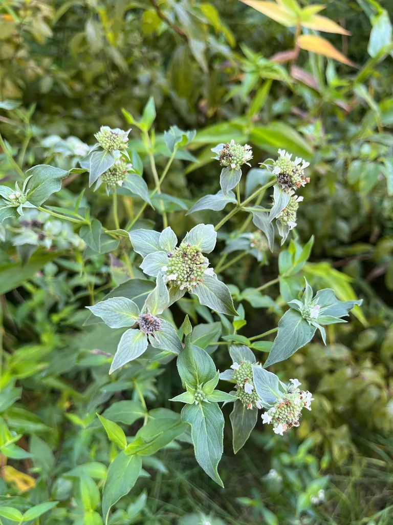 Pycnanthemum Muticum