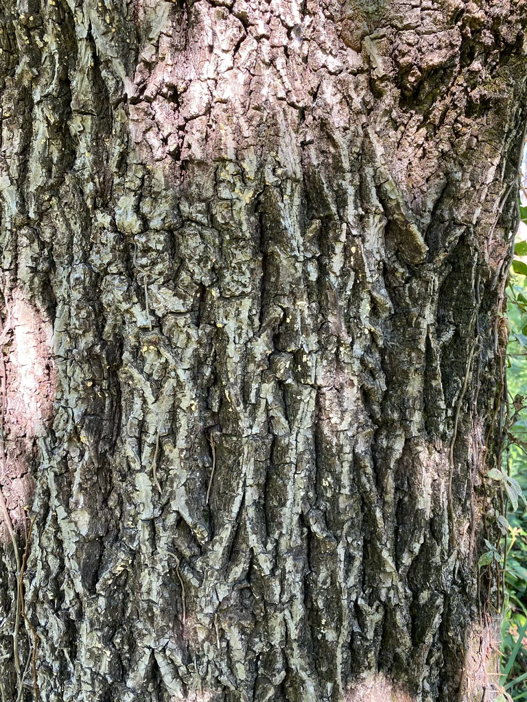 Carya Tomentosa