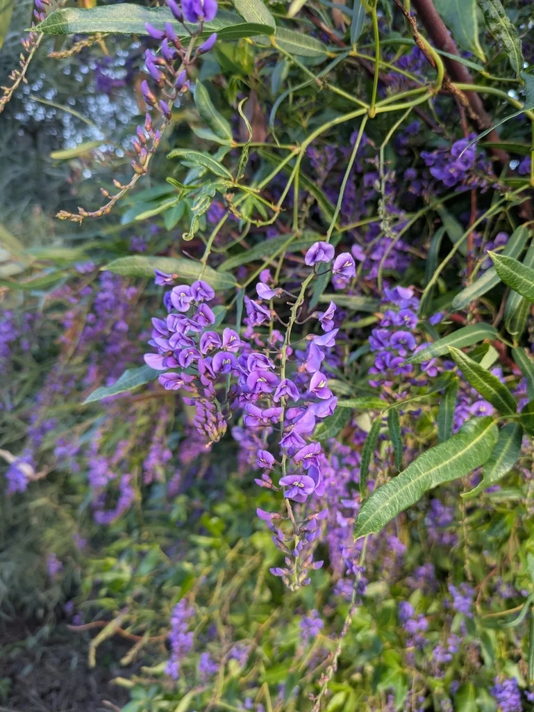 Hardenbergia Comptoniana