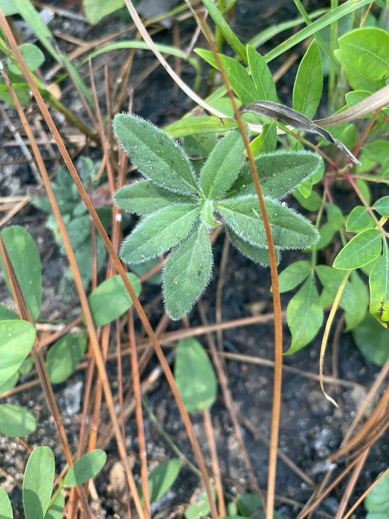 Oenothera Fruticosa