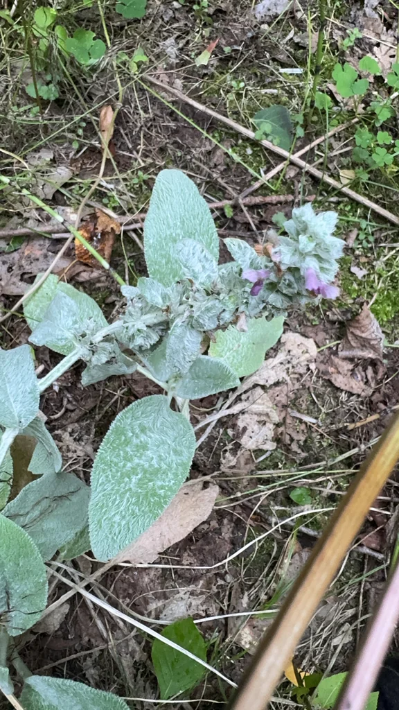 Stachys Byzantina