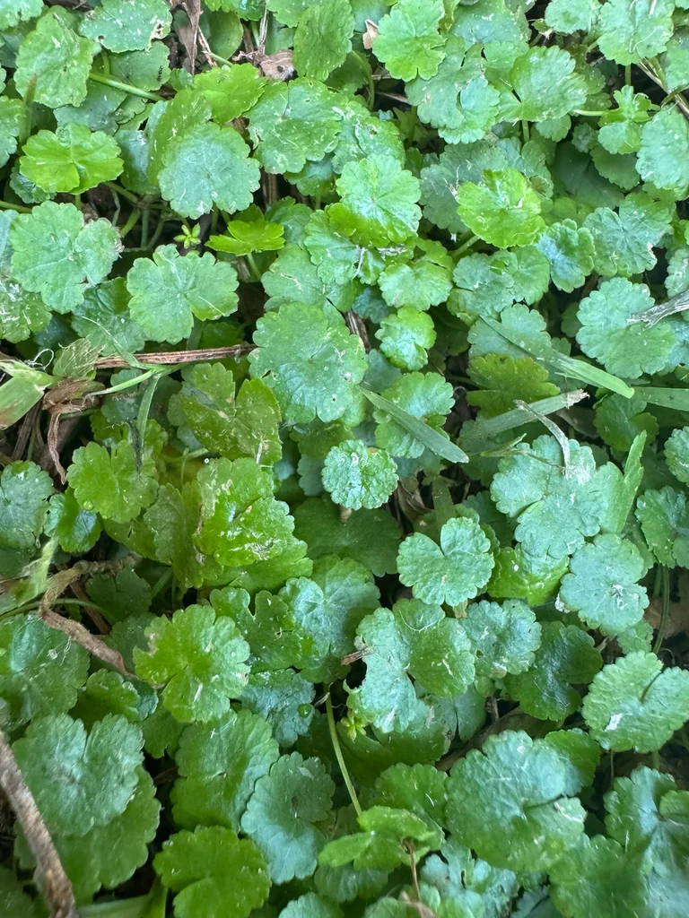 Hydrocotyle Sibthorpioides