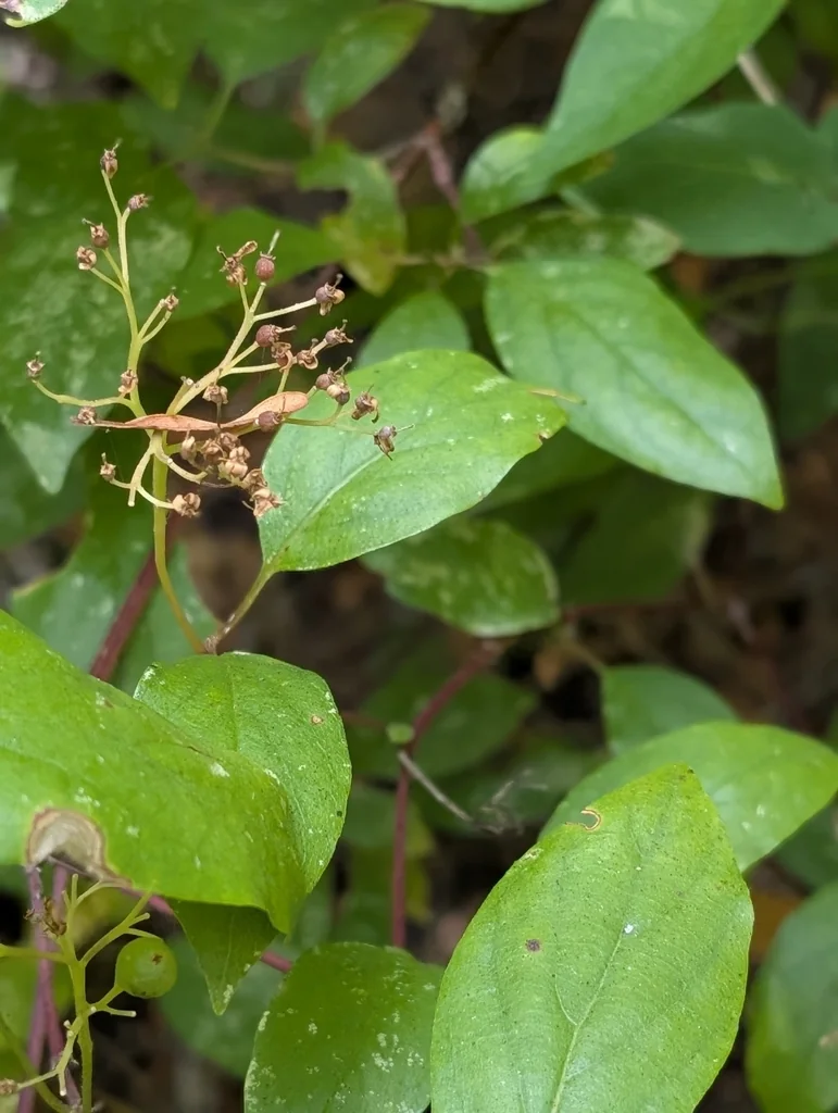 Cornus Glabrata
