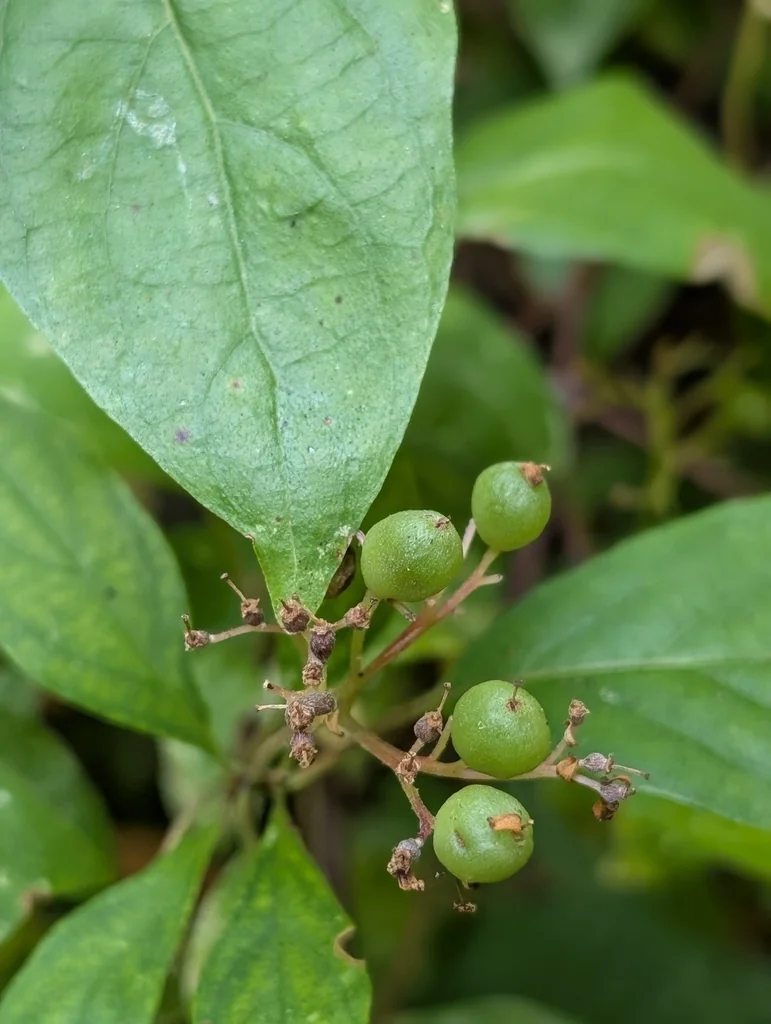 Cornus Glabrata