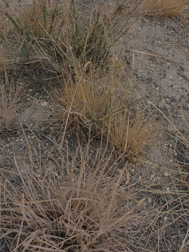 Ephedra Nevadensis