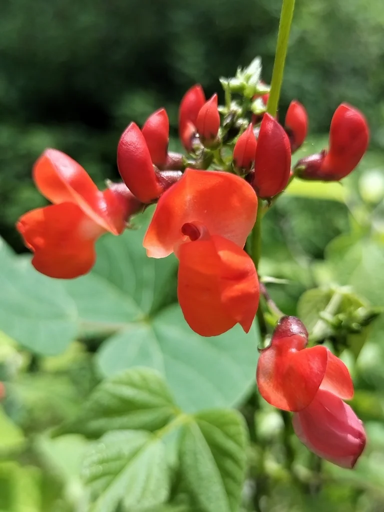 Phaseolus Coccineus