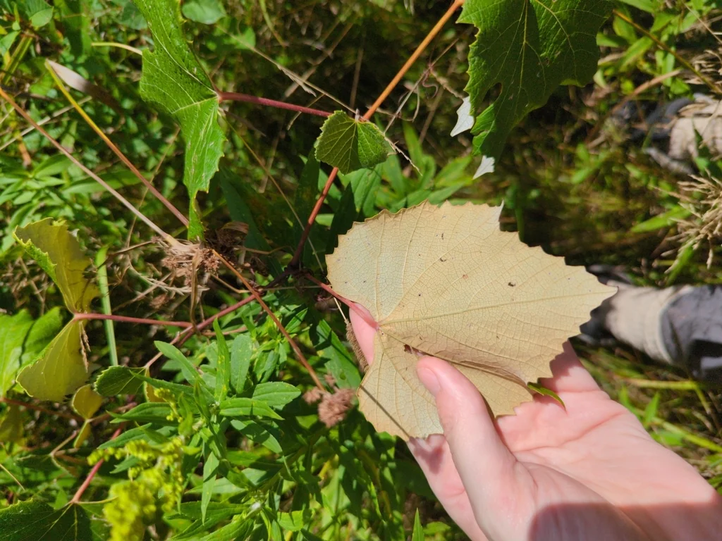 Vitis Labrusca
