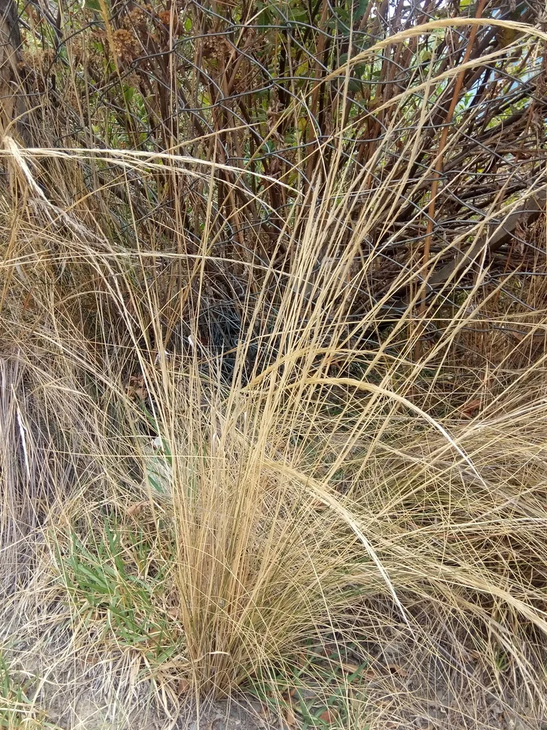 Stipa Ichu
