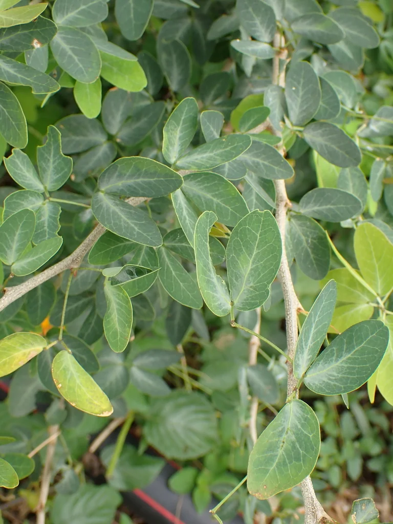 Pithecellobium Dulce