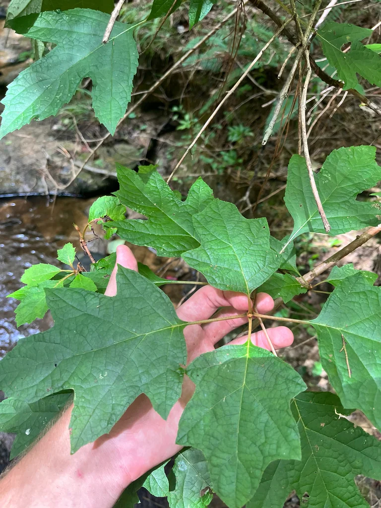 Hydrangea quercifolia