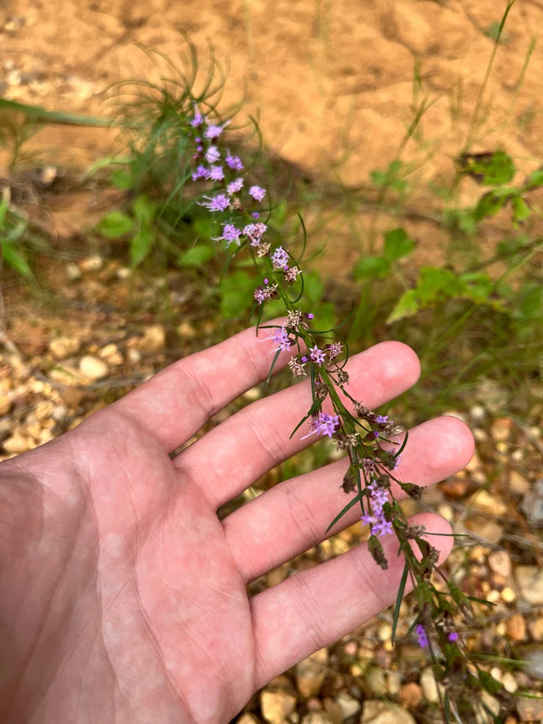 Liatris Microcephala