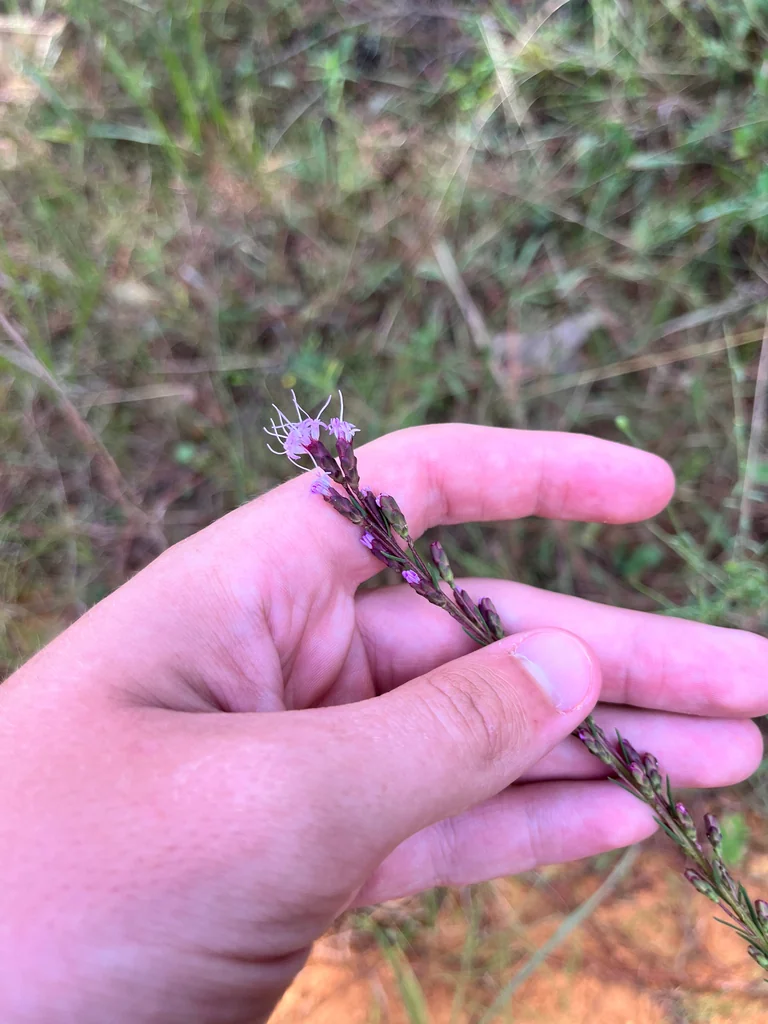 Liatris Microcephala