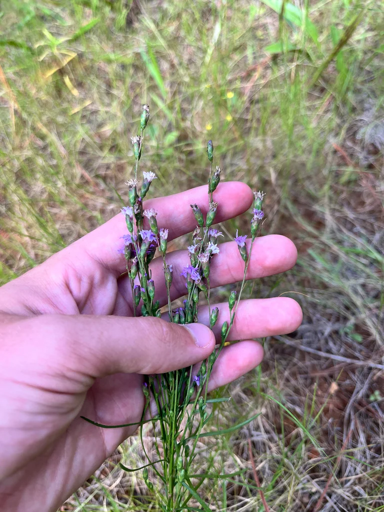 Liatris Microcephala