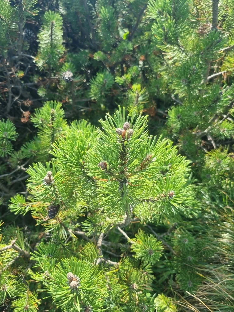 Pinus Mugo Mugo