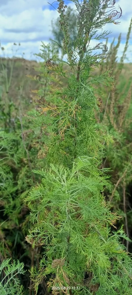 Artemisia Abrotanum