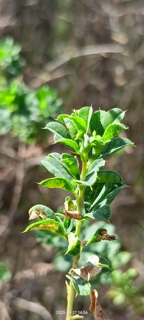 Caragana frutex
