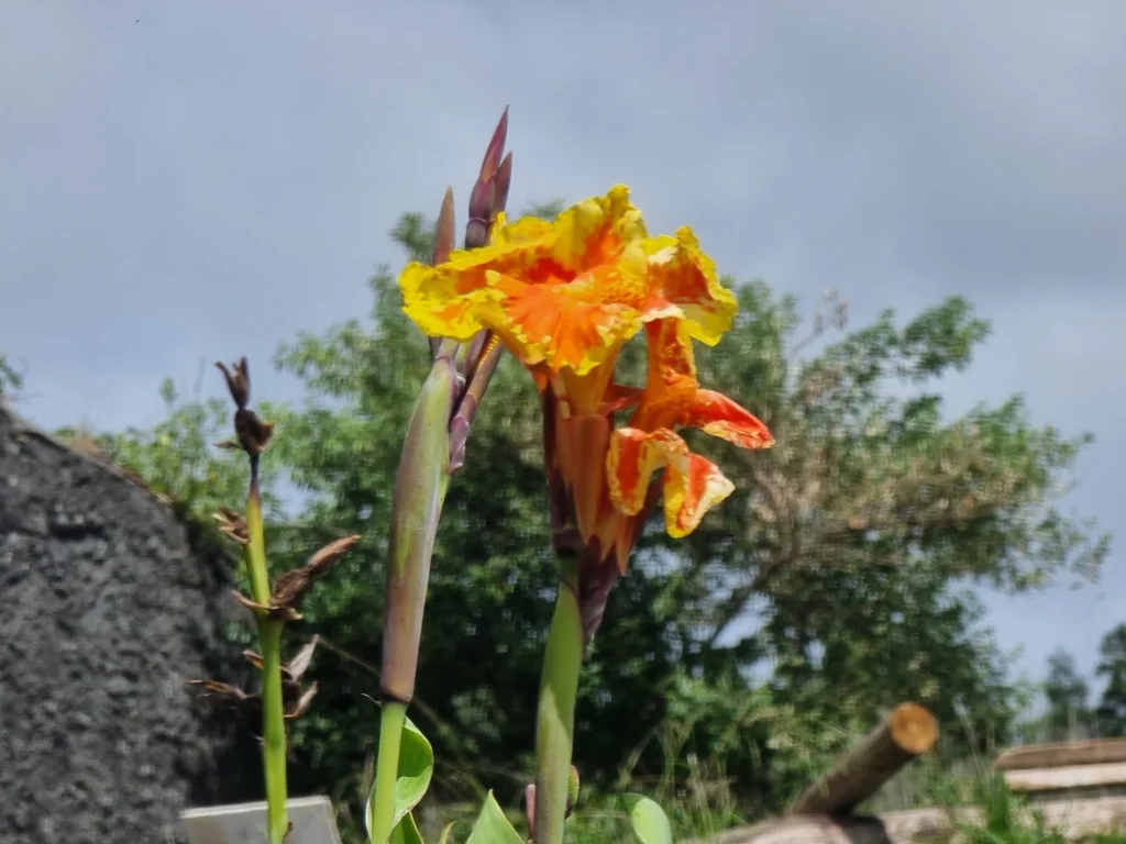 Canna generalis