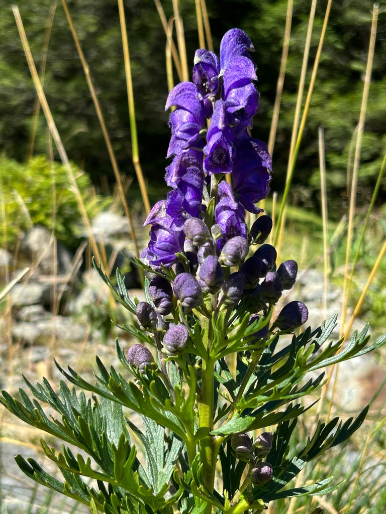 Aconitum Napellus