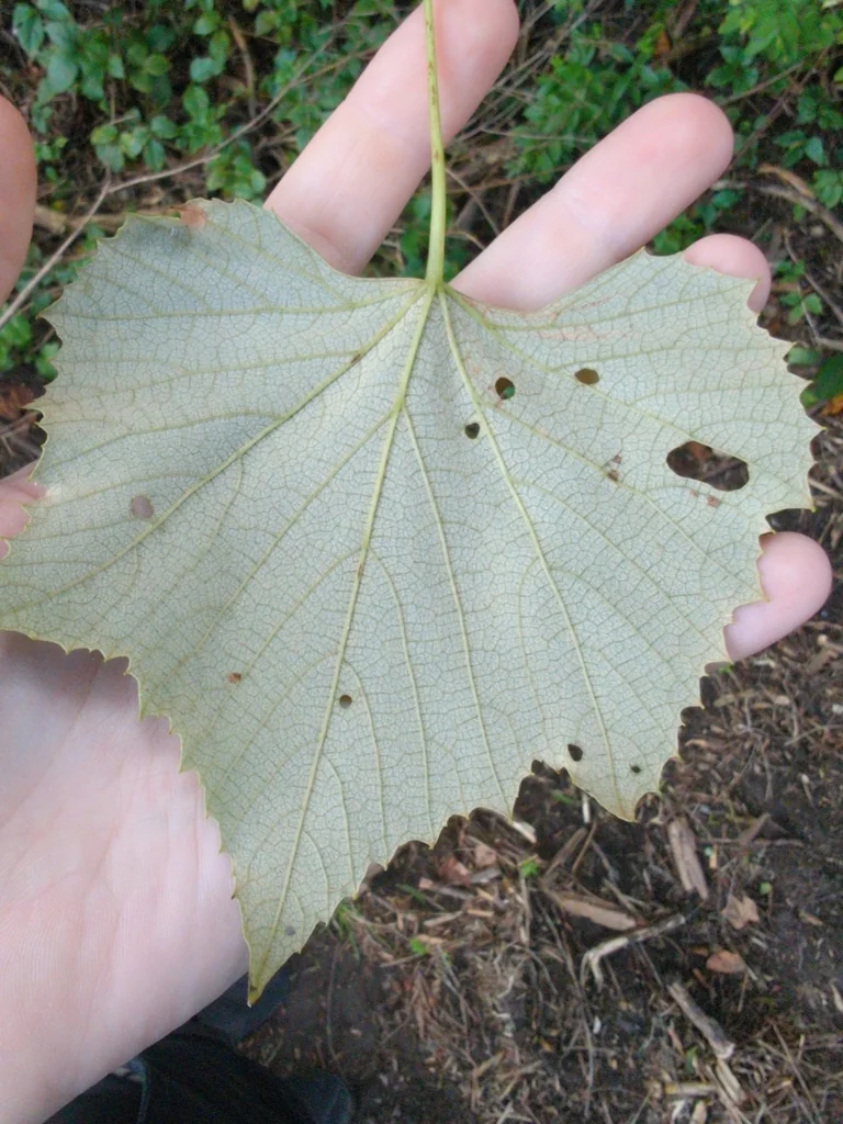 Vitis Labrusca