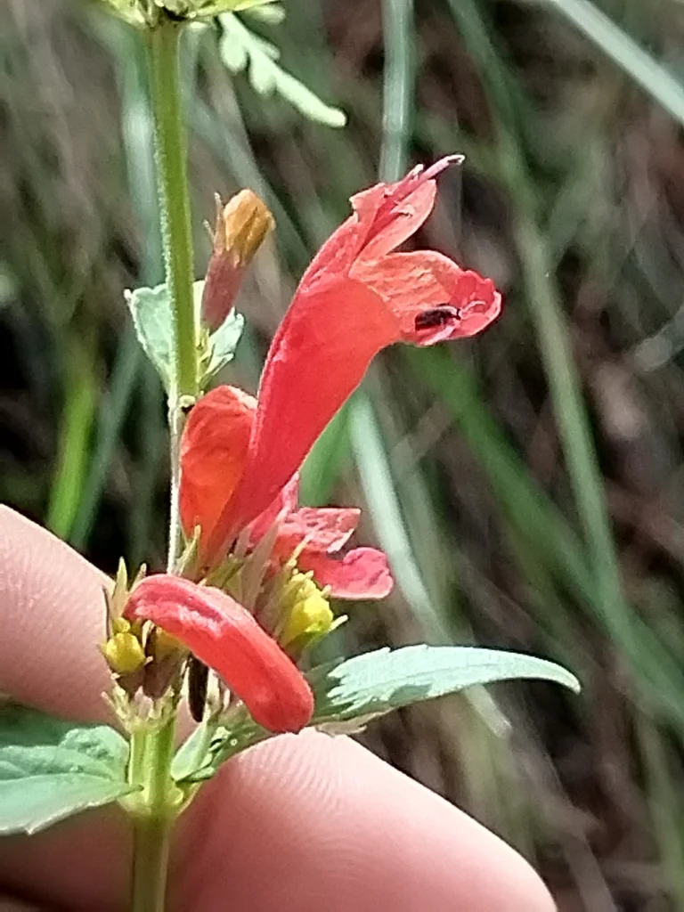 Stachys Coccinea