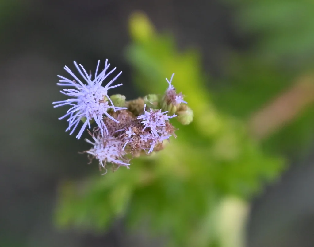 Conoclinium Greggii
