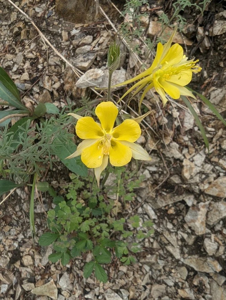 Aquilegia Chrysantha