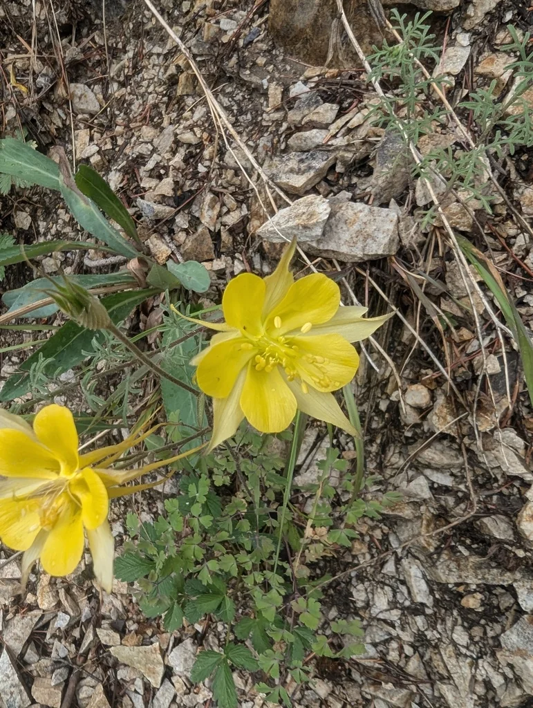 Aquilegia Chrysantha