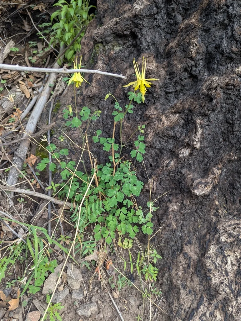 Aquilegia Chrysantha