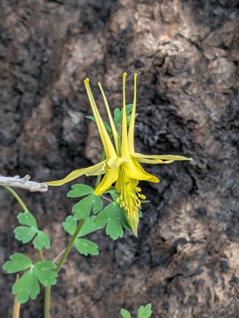 Aquilegia Chrysantha