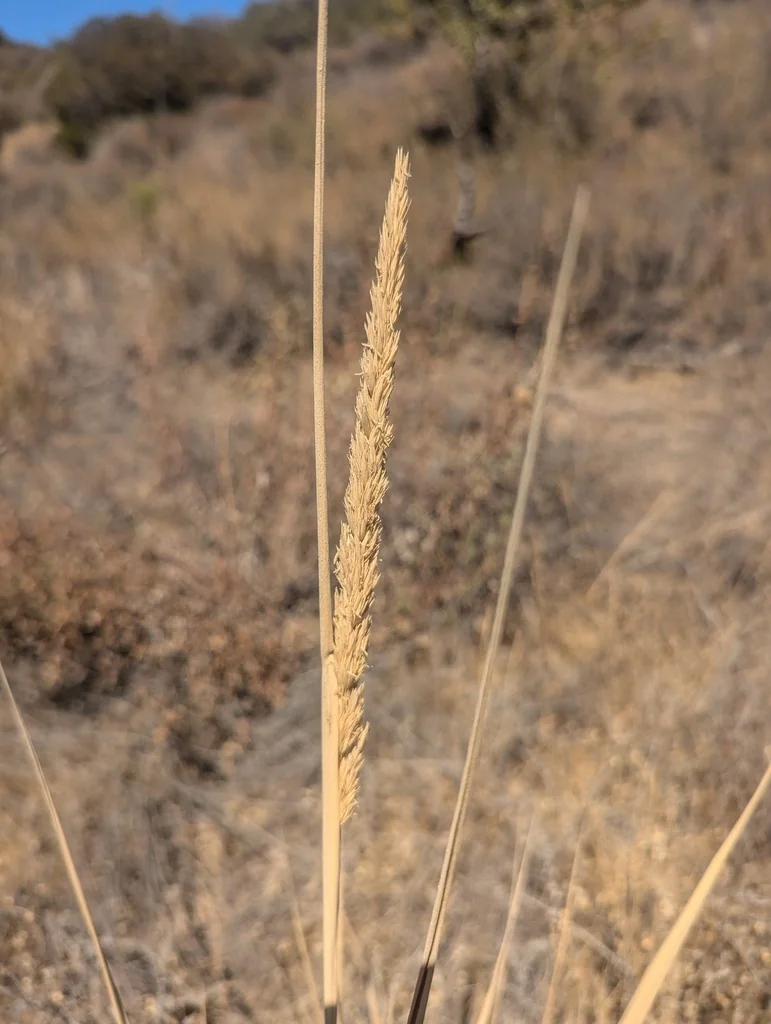 Leymus Condensatus