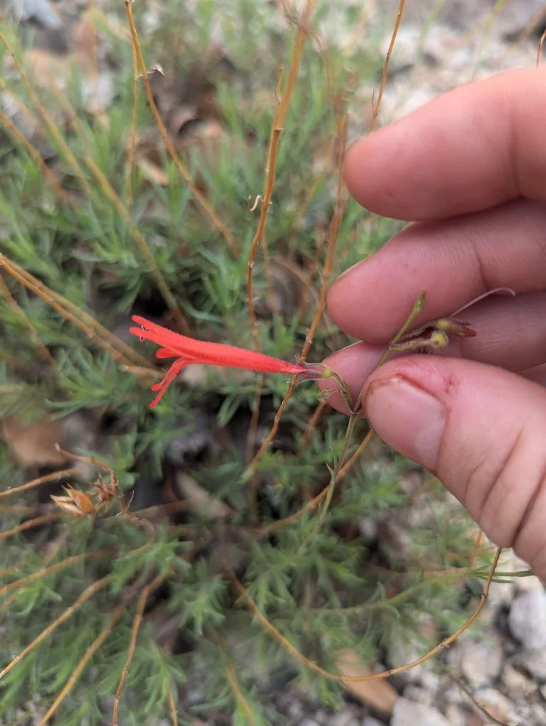 Penstemon Pinifolius